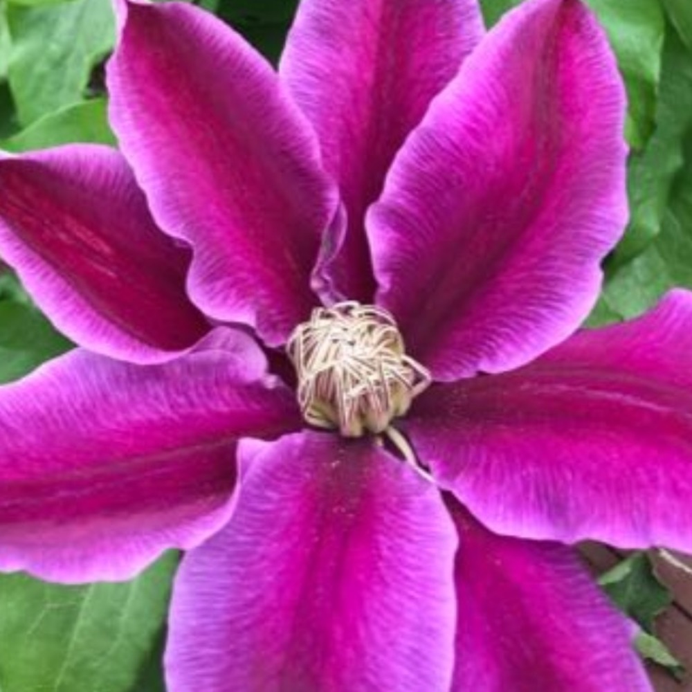 Meet your Posher, Sheila